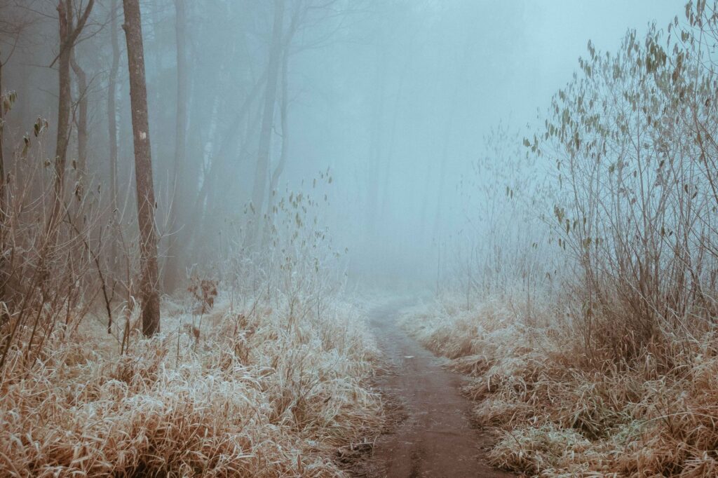 foggy trail through New York's most haunted forest in Pine Bush