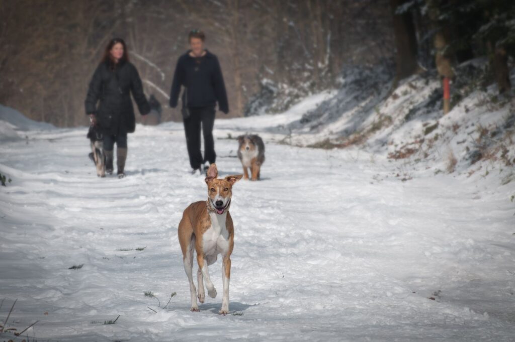 person jogging with an energetic dog breed in a park