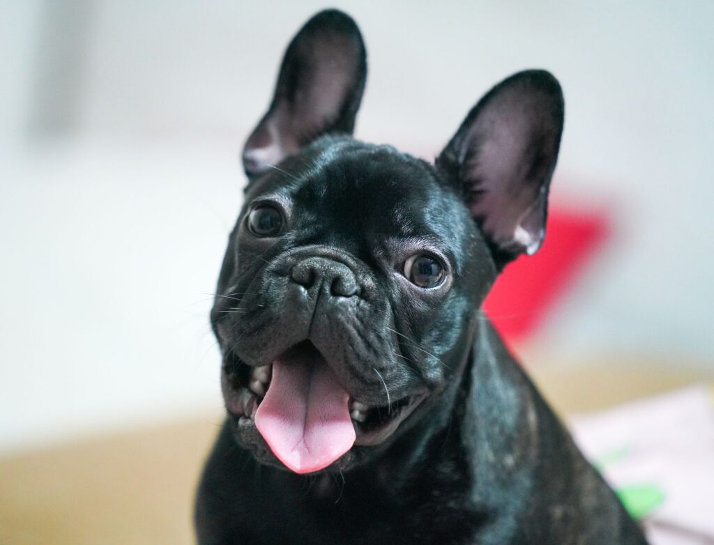 French Bulldog puppies from reputable breeder showing various expensive types