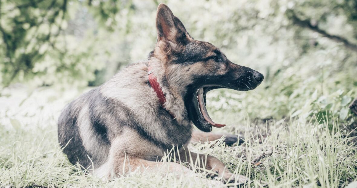 gray German Shepherd standing in field