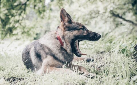 gray German Shepherd standing in field
