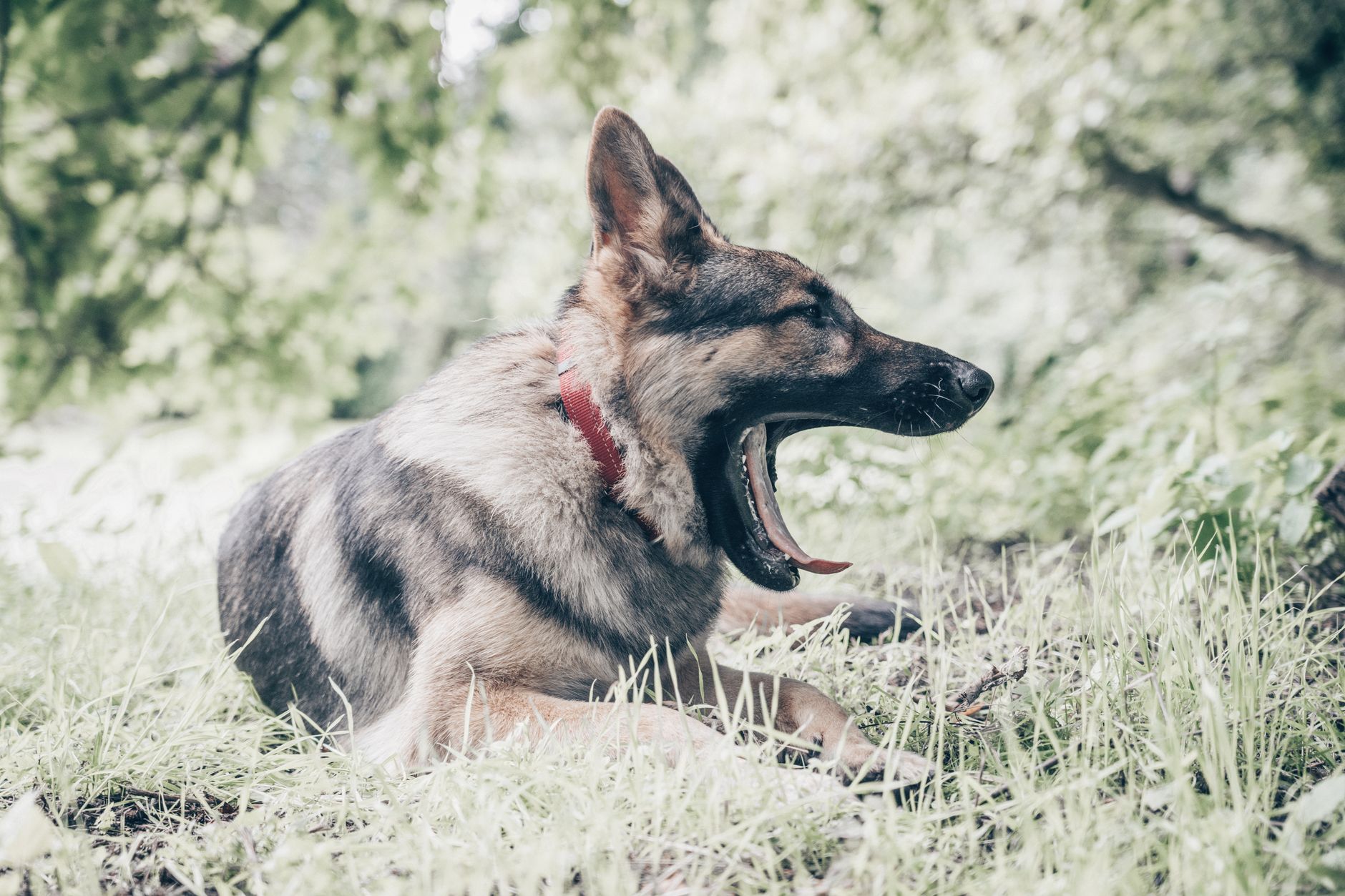 gray German Shepherd standing in field