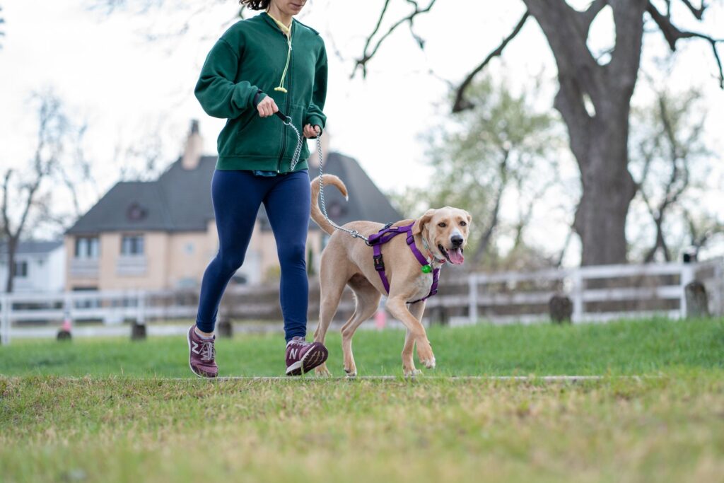 two dogs playing off-leash at a Colorado Springs dog park
