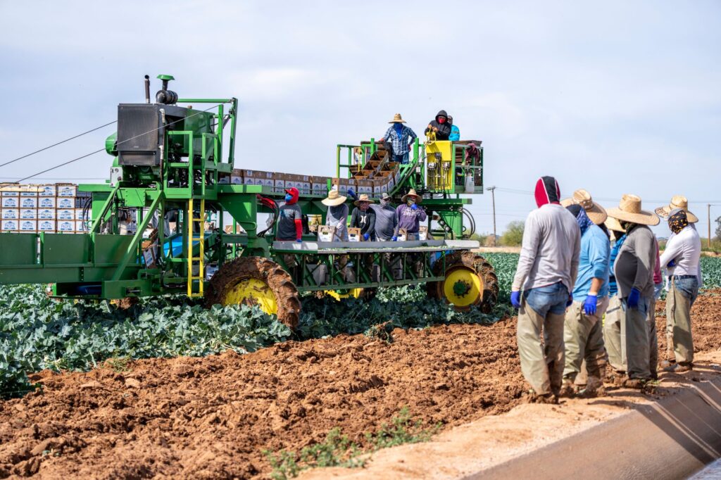farmworkers harvesting crops in Arizona representing low wage labor and poverty