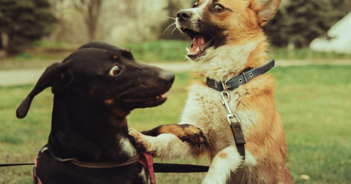 dogs running free at one of the best local dog parks across the United States