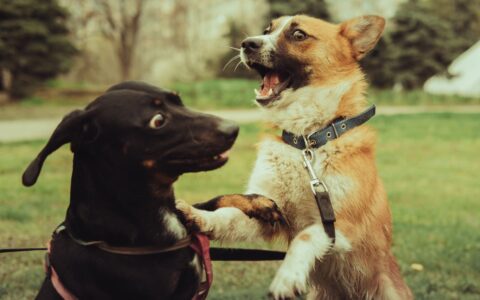 dogs running free at one of the best local dog parks across the United States