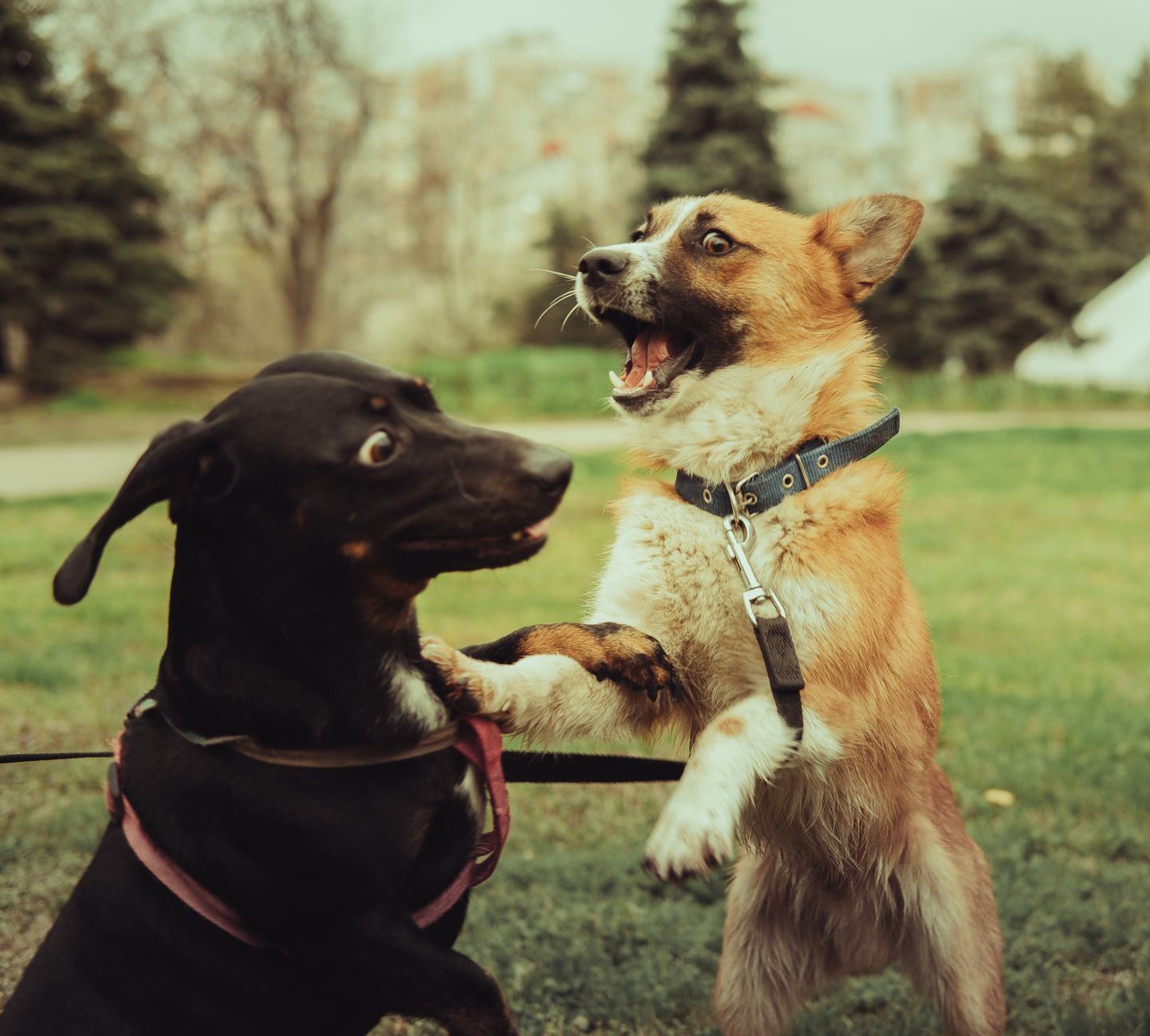 dogs running free at one of the best local dog parks across the United States