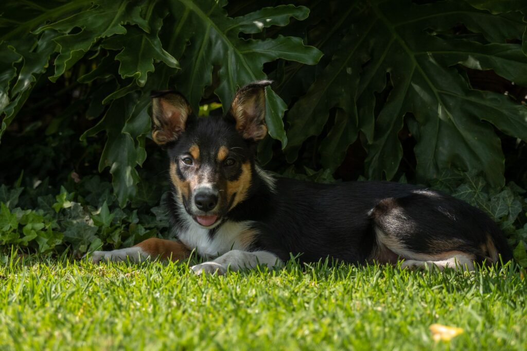 a dog resting comfortably in shaded garden area on a hot day
