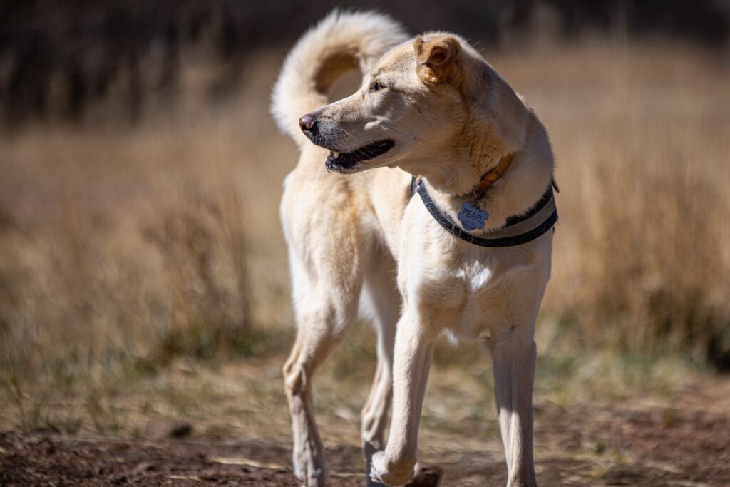 happy dog exploring natural terrain at Colorado Springs off-leash park