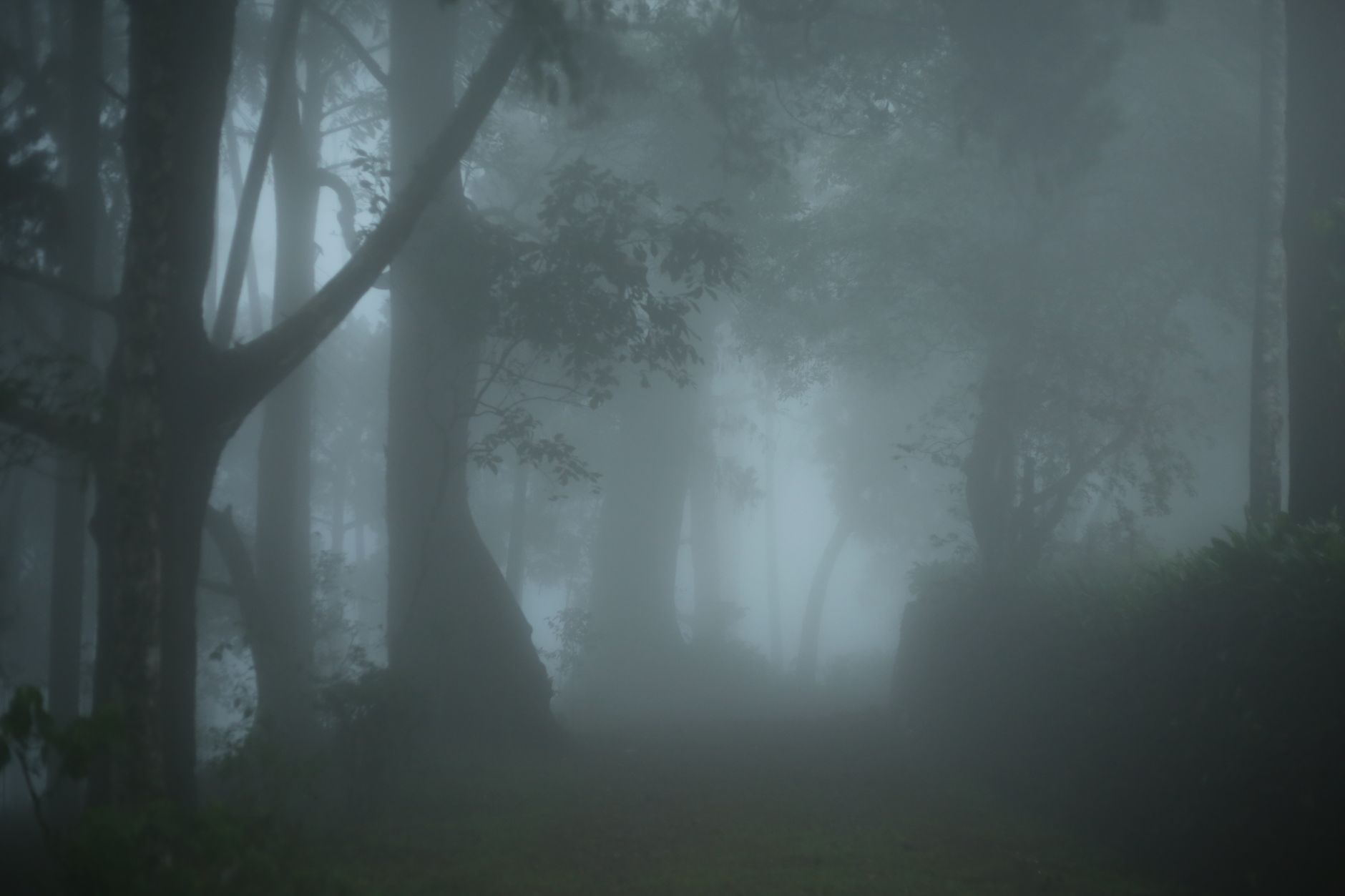 eerie forest trail in New York known as most haunted