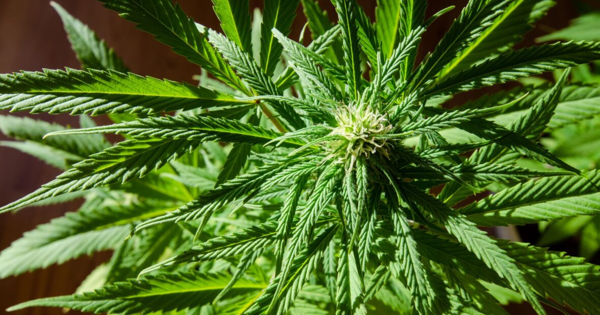 cannabis-related death statistics Colorado city