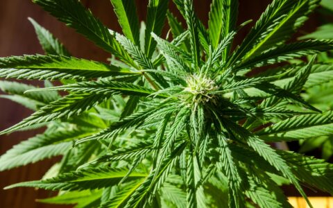 cannabis-related death statistics Colorado city