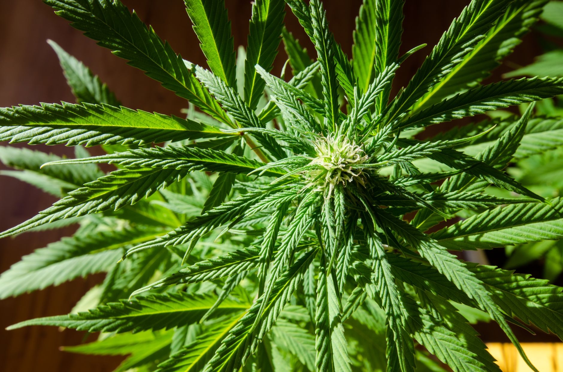 cannabis-related death statistics Colorado city