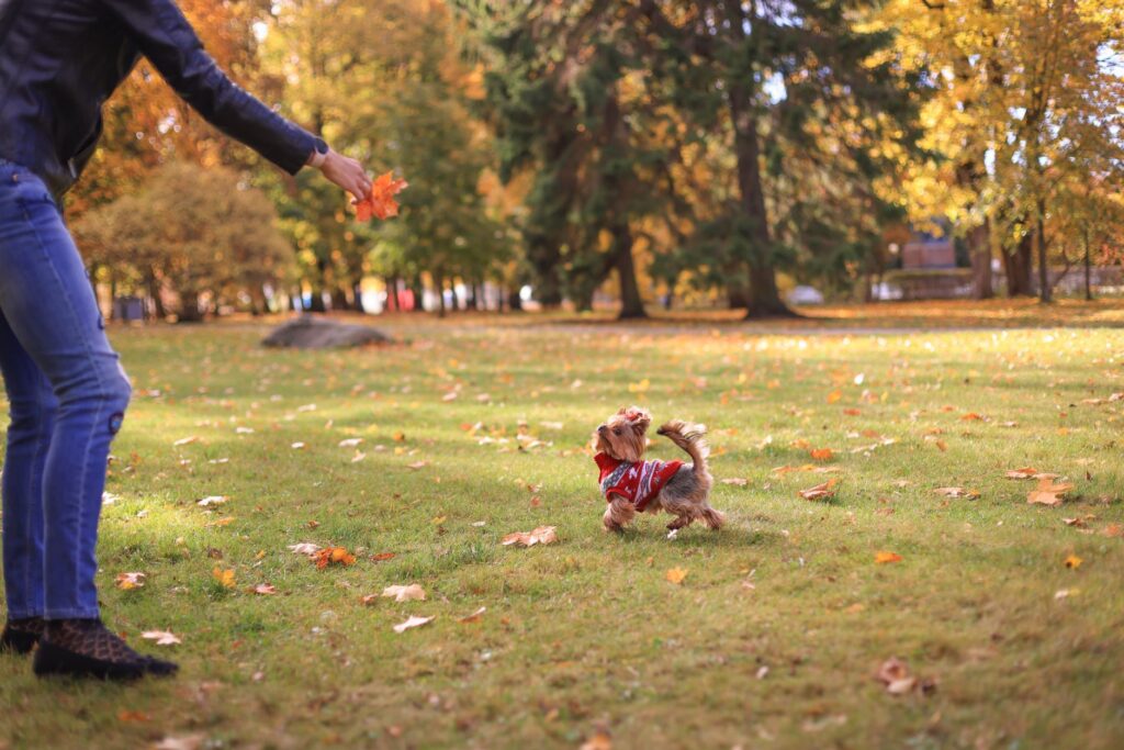 small breed dog playing safely in a small-dog section of a Colorado Springs park