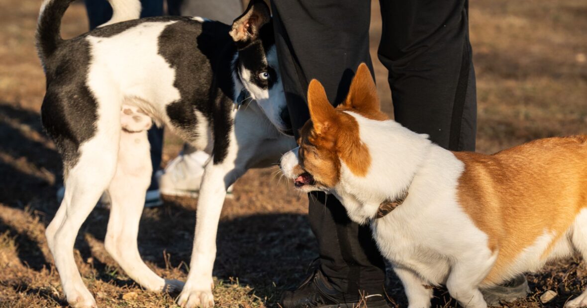 dogs running off-leash at a Colorado Springs dog park