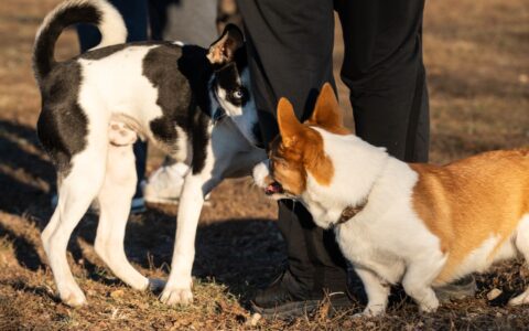dogs running off-leash at a Colorado Springs dog park