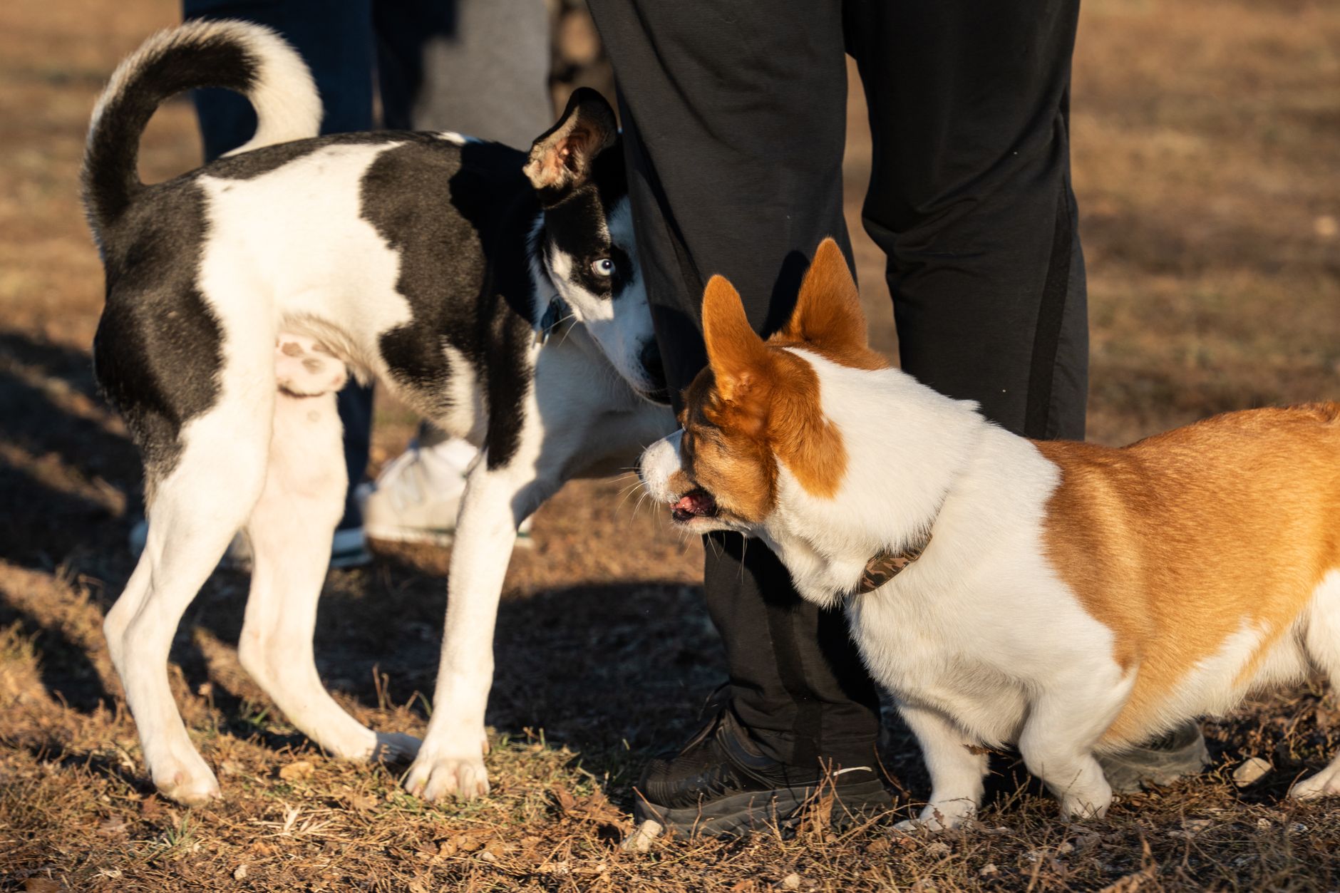 dogs running off-leash at a Colorado Springs dog park