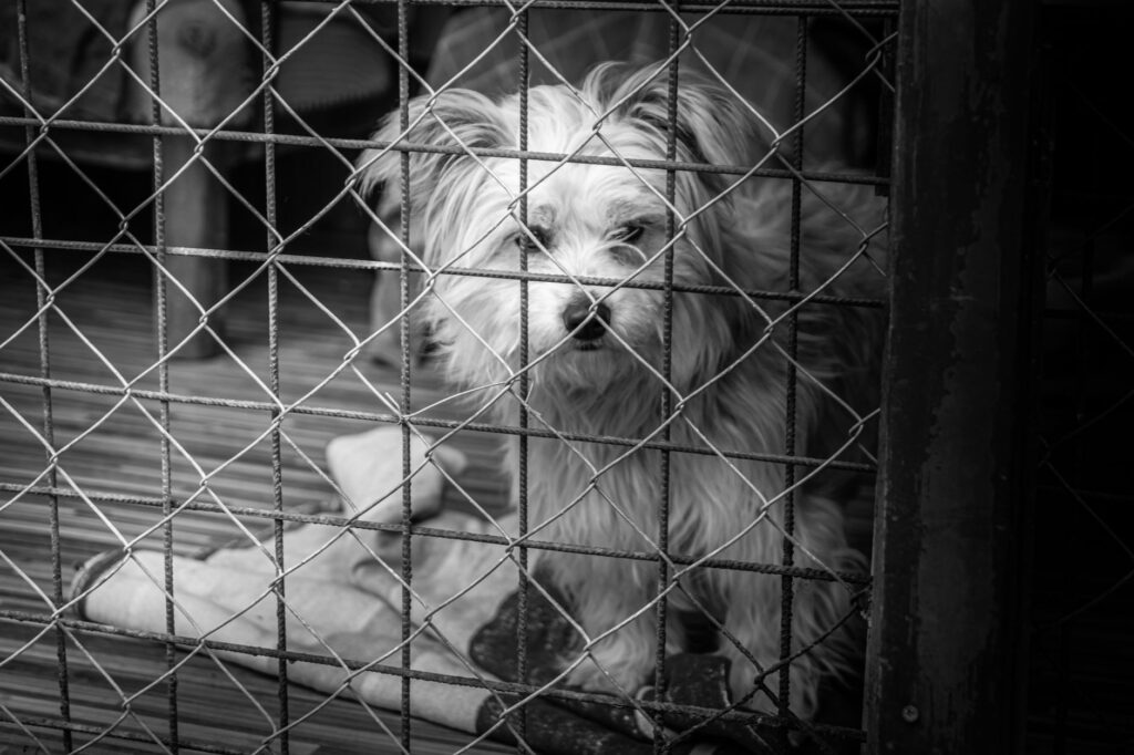 person adopting a mixed breed dog at an animal shelter