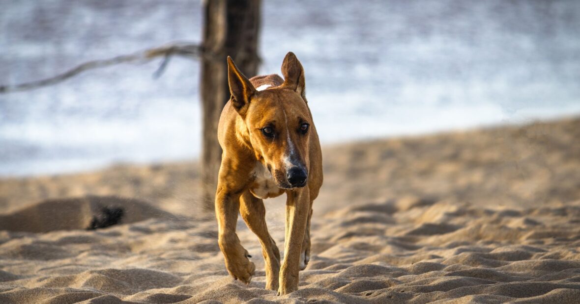 dog enjoying 2 Jupiter Beach off leash area