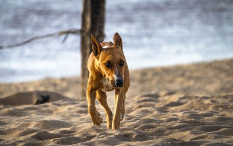 dog enjoying 2 Jupiter Beach off leash area
