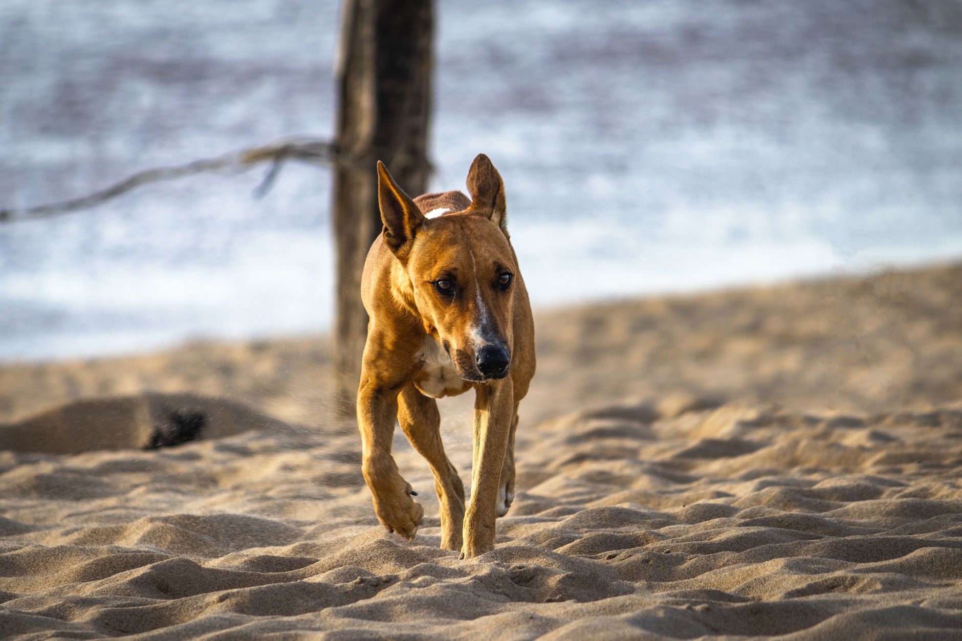 dog enjoying 2 Jupiter Beach off leash area