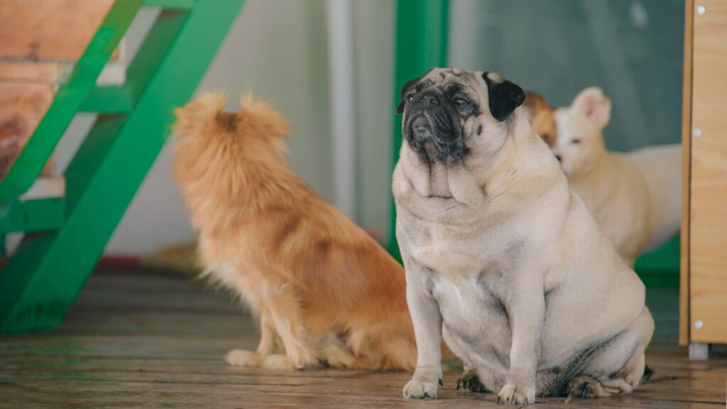 infographic showing different dog breed groups and their classifications