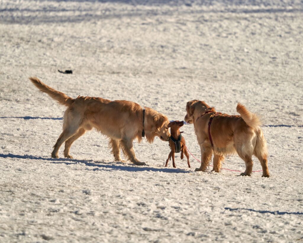dogs socializing at a top-rated local dog park in the United States
