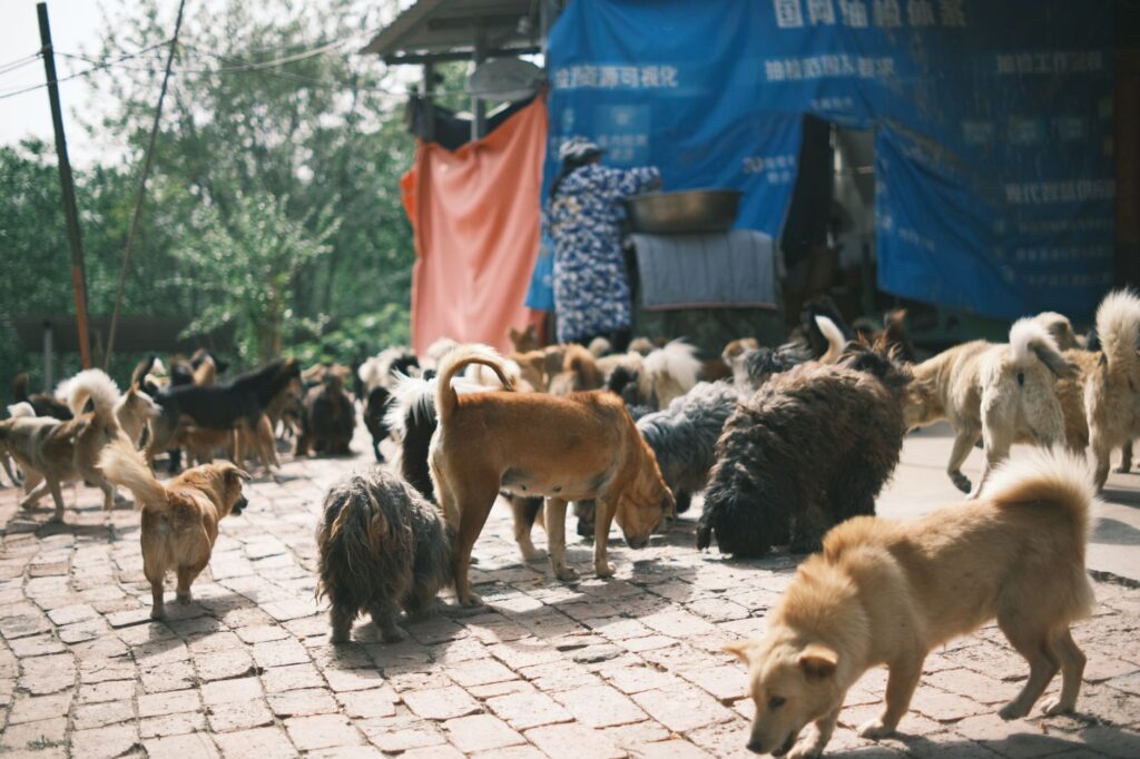 rescued dogs from a dog fighting ring receiving care at an animal shelter