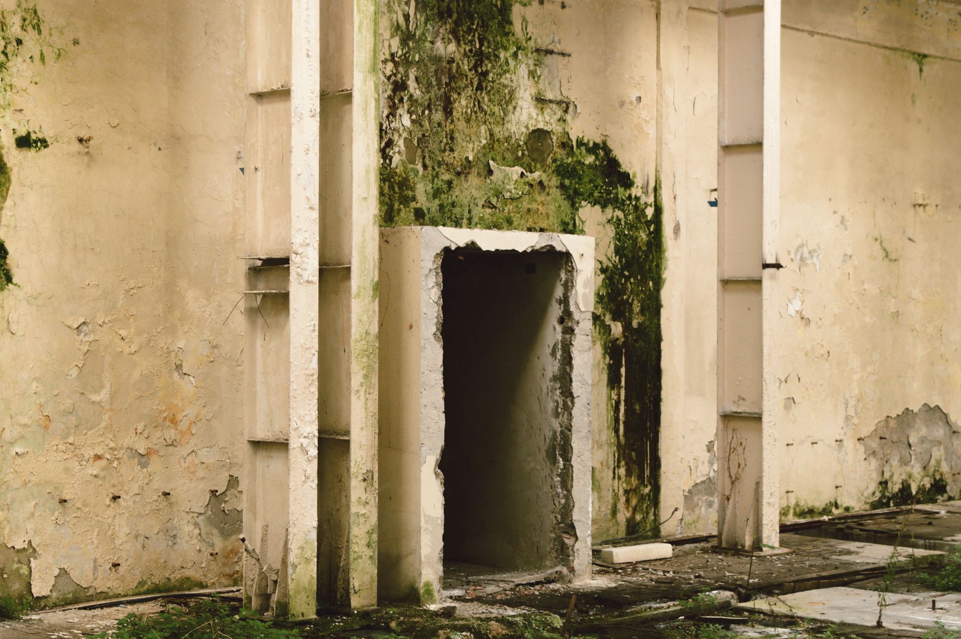 visible mold growth on a damp indoor wall, a common sign of mold in the house