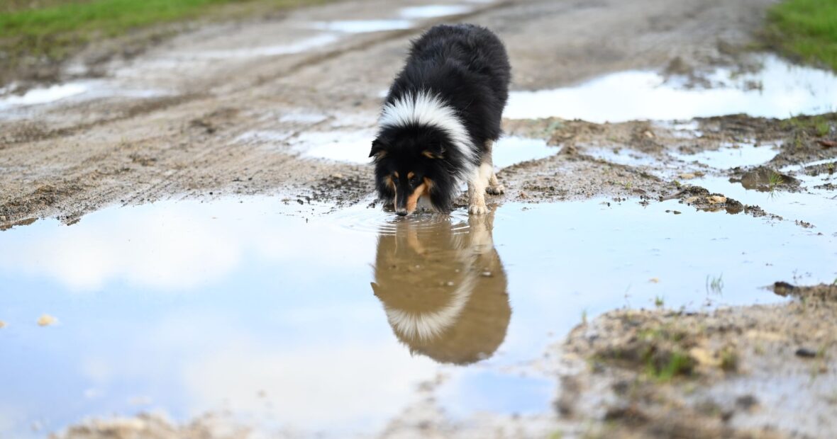 a dog cooling down with fresh water on a hot day
