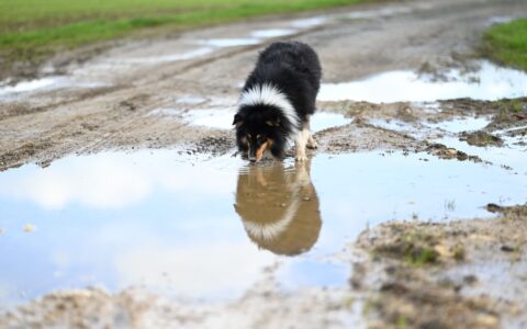 a dog cooling down with fresh water on a hot day