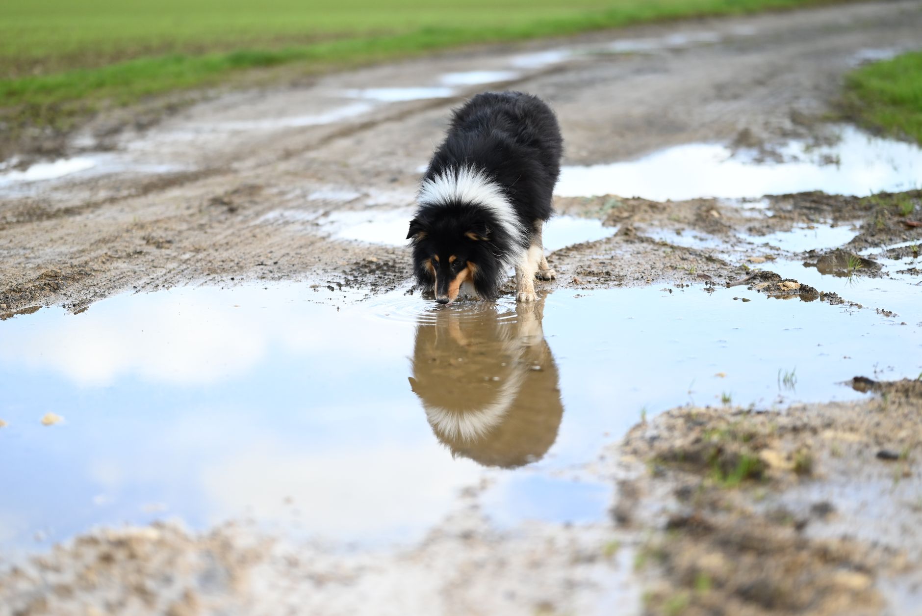 a dog cooling down with fresh water on a hot day