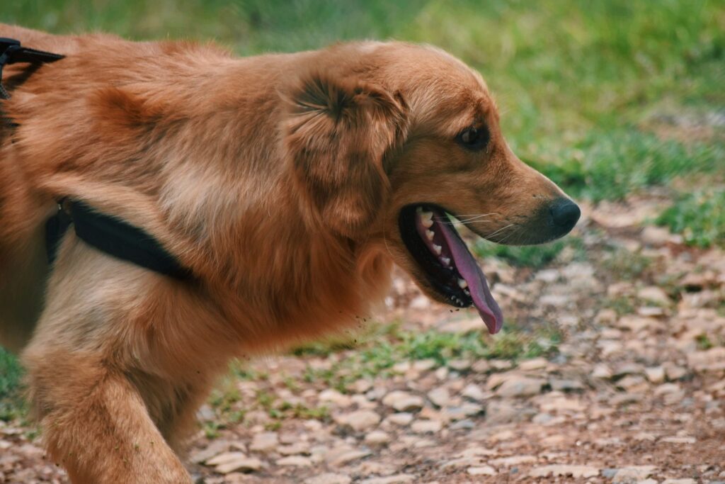 overheated dog panting on a hot summer day outdoors