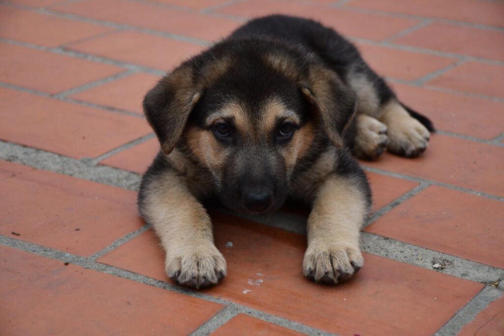 gray German Shepherd puppy sitting on grass