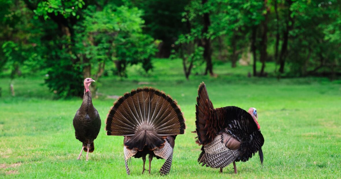 a wild turkey walking near a busy urban road
