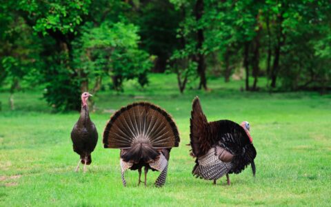 a wild turkey walking near a busy urban road