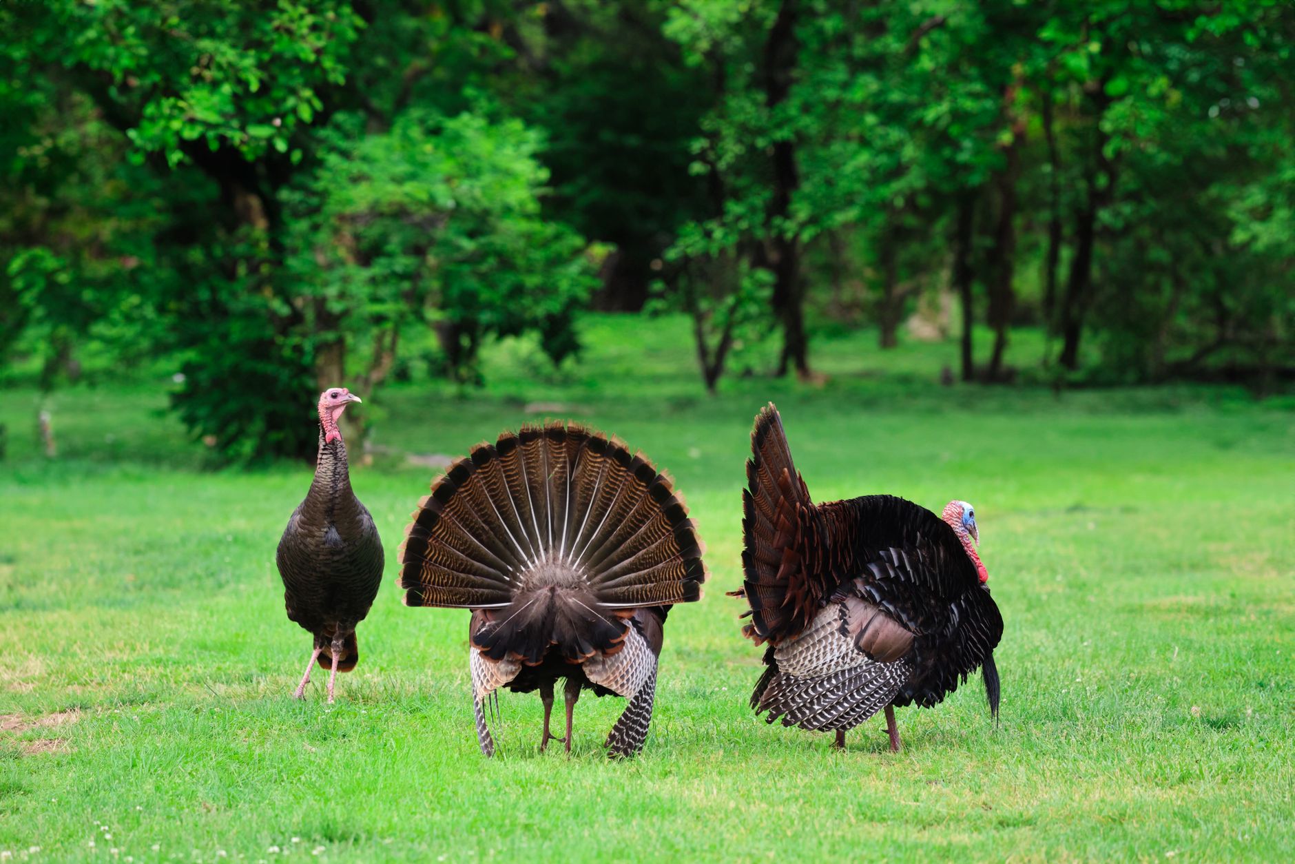 a wild turkey walking near a busy urban road