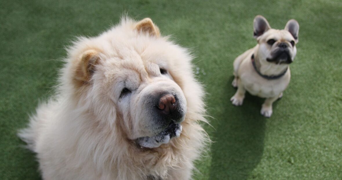 most expensive French Bulldogs type with fluffy rare coat