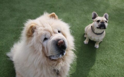 most expensive French Bulldogs type with fluffy rare coat
