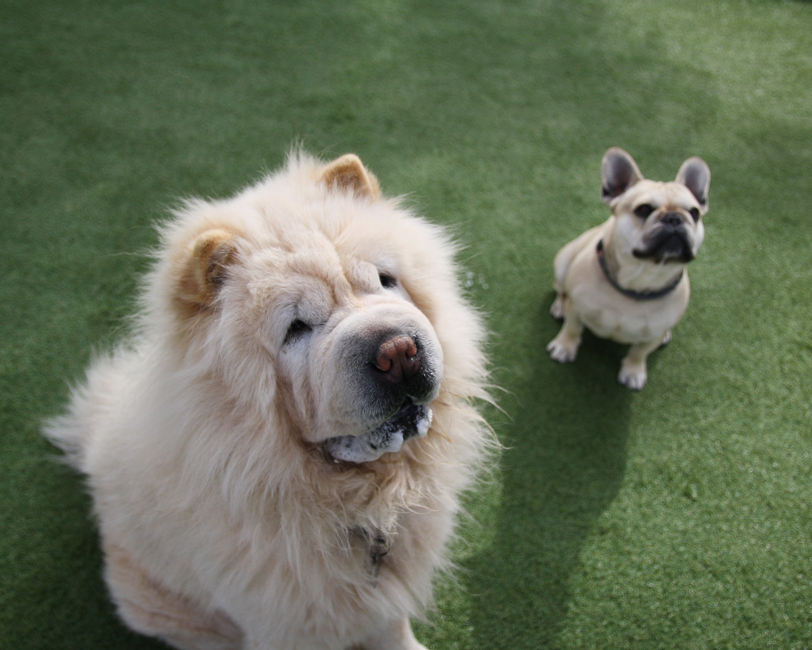 most expensive French Bulldogs type with fluffy rare coat