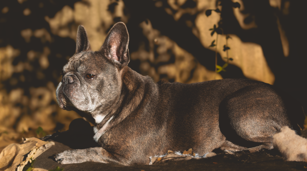long-haired fluffy French Bulldog showing rare coat type