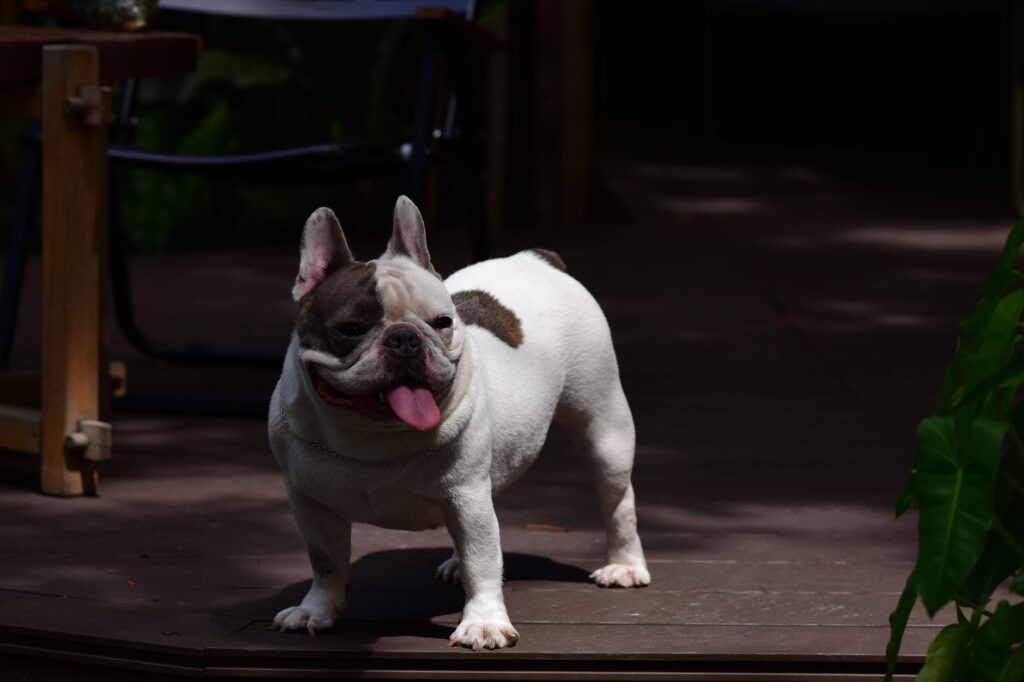 rare Isabella French Bulldog, the most expensive French Bulldogs type