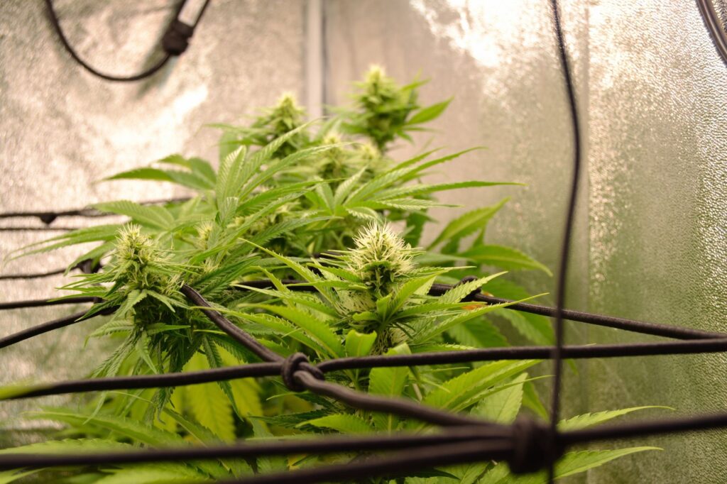 home cultivation rules under Oregon cannabis laws