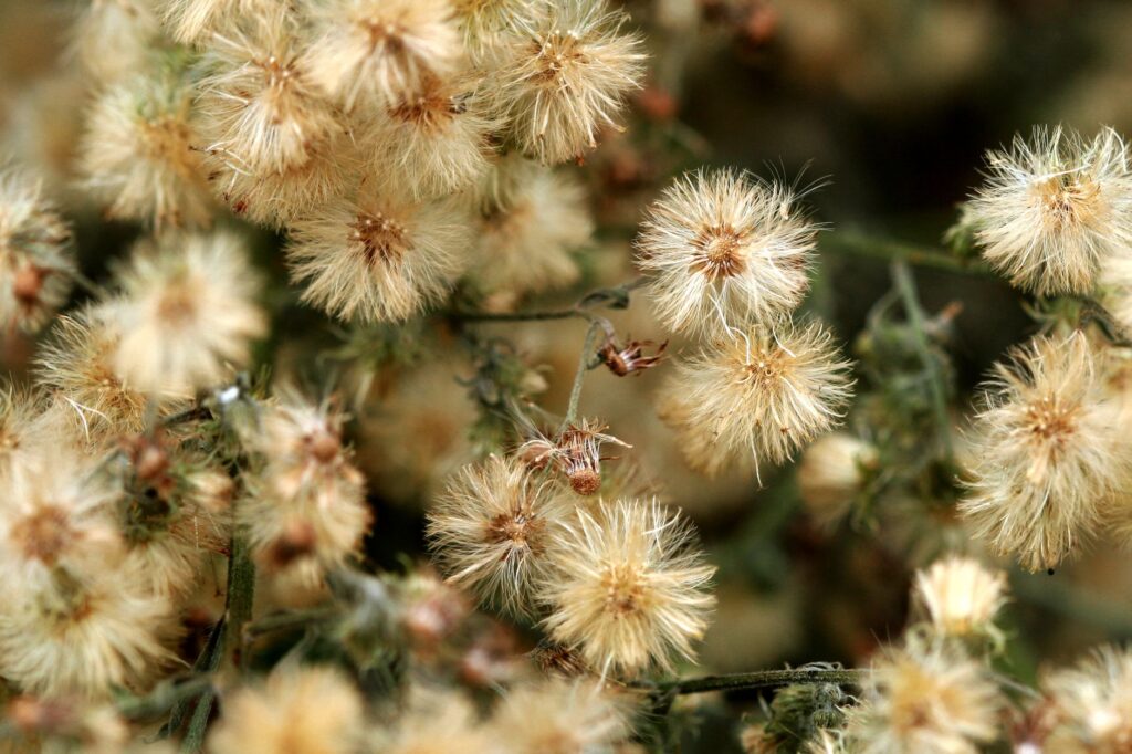 close-up of halogeton plant in Utah's weed capital county