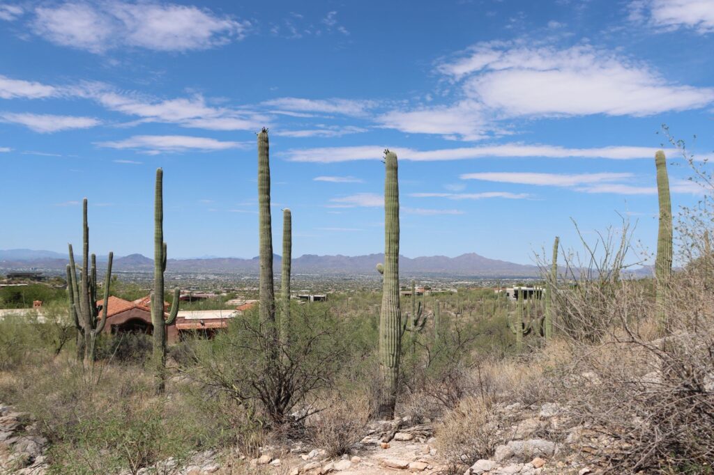 Tucson street scene representing the city named the domestic violence capital of Arizona