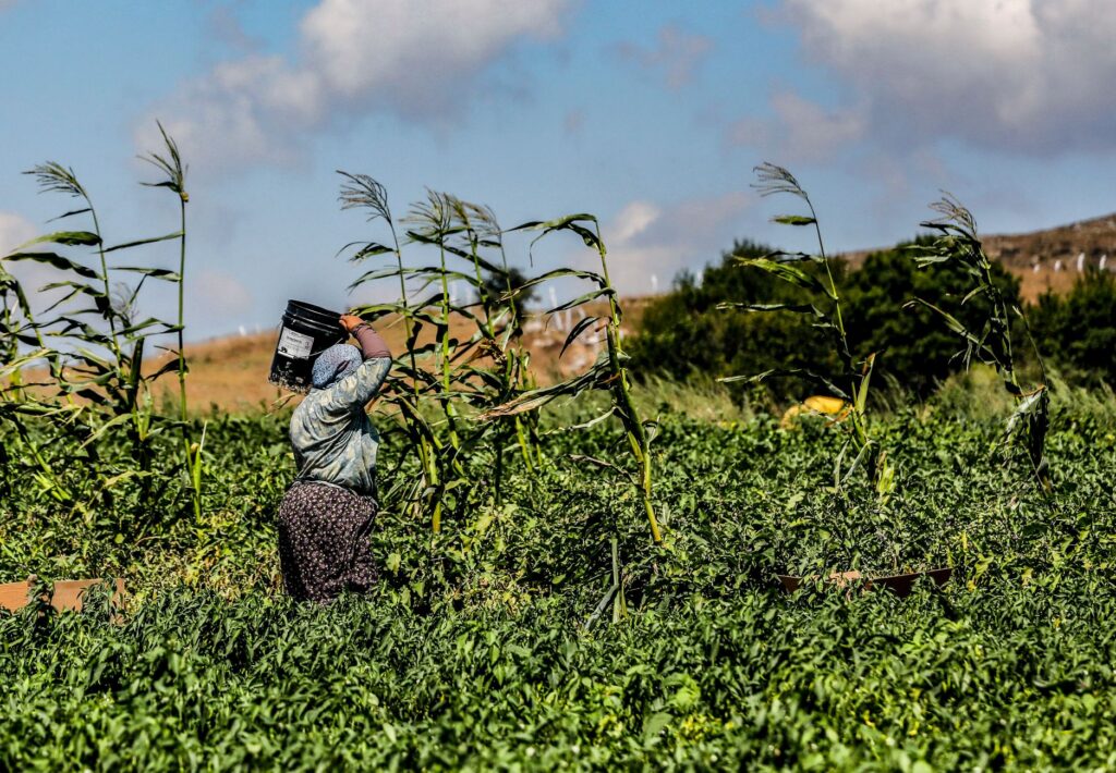 farmworkers harvesting crops in Immokalee Florida contributing to seasonal unemployment patterns