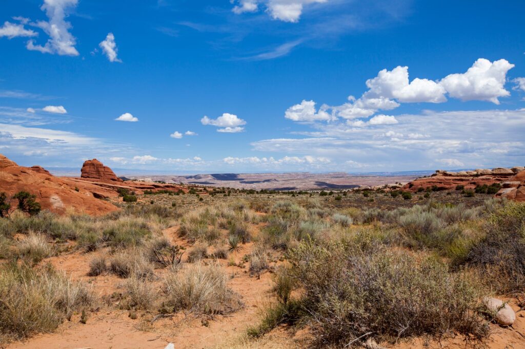 invasive halogeton weed spreading across Utah county rangeland