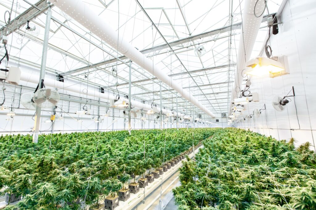 cannabis job creation boosting Nevada state city economy