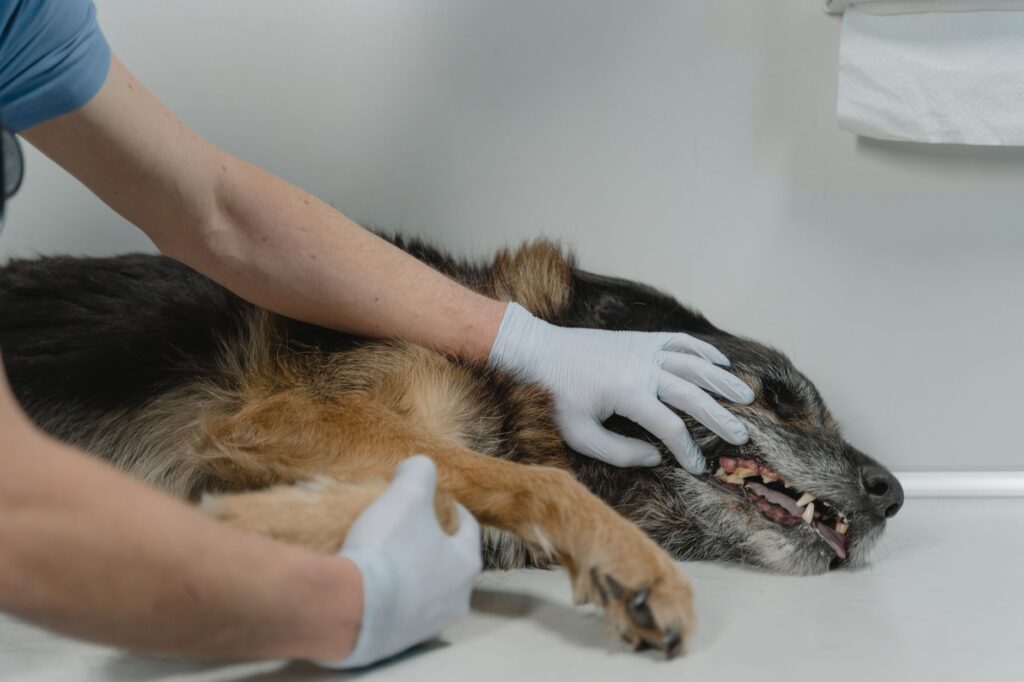 gray German Shepherd at veterinary examination