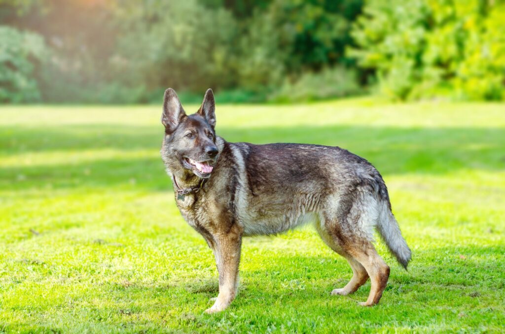 adult gray German Shepherd running in park